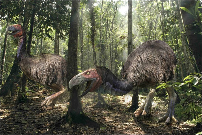 Rsultat de recherche dimages pour vrai Gastornis qui a vcu au Paleocene